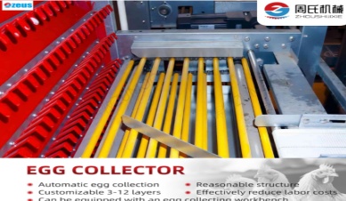 Bagaimana Sistem Pengumpulan Telur Otomatis Meningkatkan Kebersihan Peternakan dan Kualitas Telur