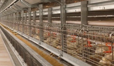 수직 농업의 힘: 쌓인 케이지 시스템이 농장 용량을 늘리는 방법