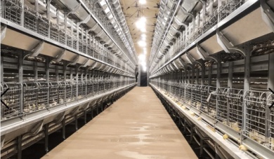 Rahasia Pertumbuhan Ayam Broiler yang Cepat: Mengapa Peralatan Kandang Broiler Penting