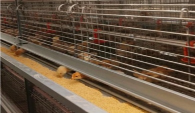 닭장을 청소하는 방법?