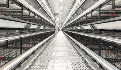 Pagbabagong Produksyon ng Itlog: Ang Kinabukasan ng Layer Cage Equipment