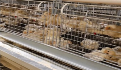 Wie Broilerk&auml;figausr&uuml;stung in Gefl&uuml;gelfarmen Kosten senken und die Rentabilit&auml;t steigern kann