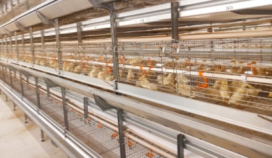 Memaksimalkan Keberhasilan Peternakan Unggas: Peran Peralatan Kandang Peternak