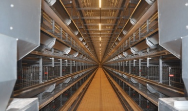 Menciptakan Lingkungan Ideal untuk Anak Ayam: Mengapa Peralatan Kandang Induk Sangat Penting