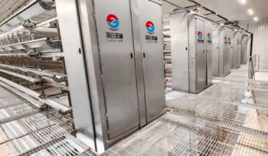 Effizient und menschlich: Wie Legehennenk&auml;figausr&uuml;stung mit Tierschutz f&uuml;r h&ouml;here Ertr&auml;ge sorgt