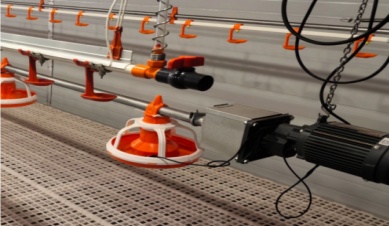 Какой способ кормления кур лучше всего?