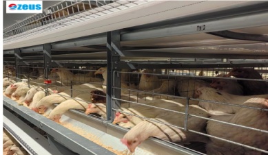 Was sollte man in einen Entenzuchtk&auml;fig packen?