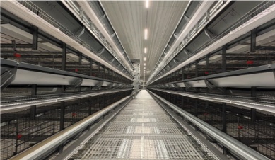 Каковы признаки хороших клеток для разведения уток?