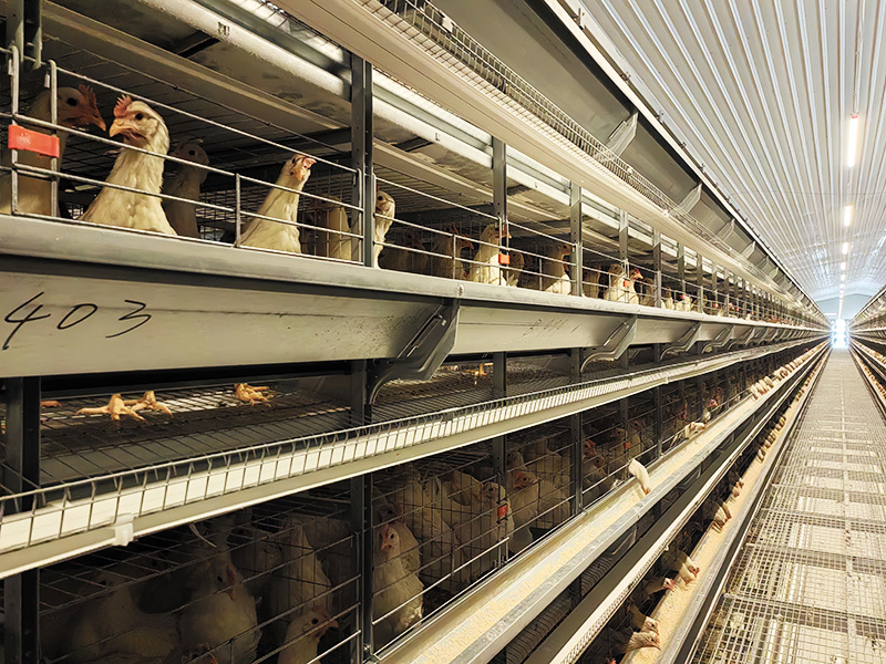 Ang kumpanya ay may sariling pabrika na may sampung taong karanasan sa R&D, produksyon at pagproseso