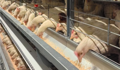 Как оборудование для выращивания клеток повышает плодовитость и эффективность птицефабрик