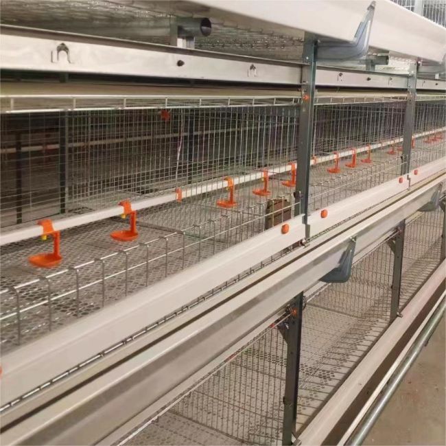 맞춤형 레이어 케이지 디자인으로 생산성 향상