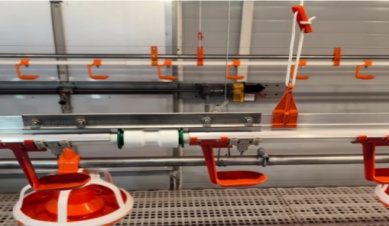 Wie gibt man Enten am besten Wasser?