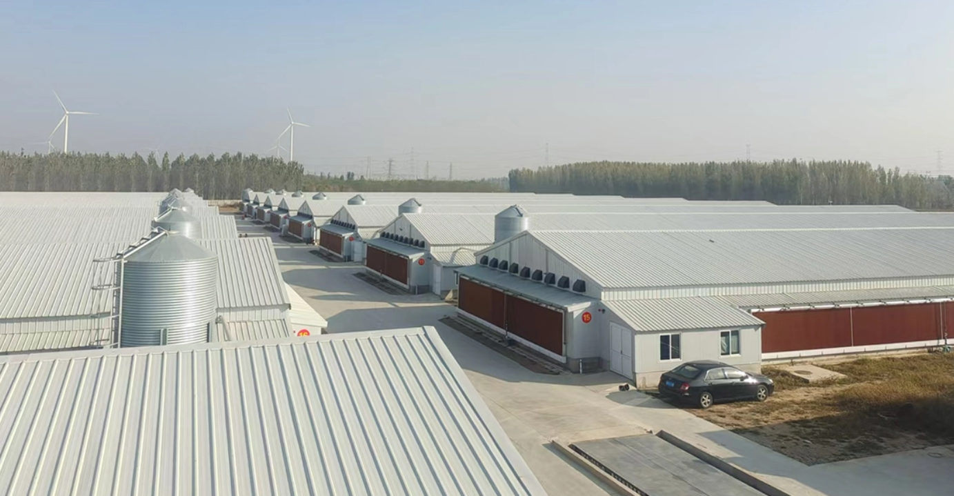 Tipps zum Bau eines modernen H&uuml;hnerstalls: Vom Design bis zur Automatisierung