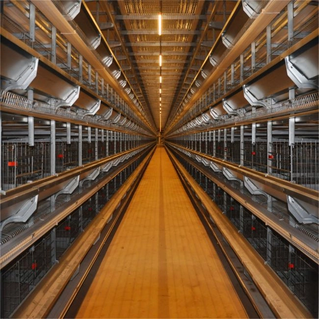 자동 층계 닭장 시스템: 남아프리카 농민을 위한 2026년 ROI 가이드