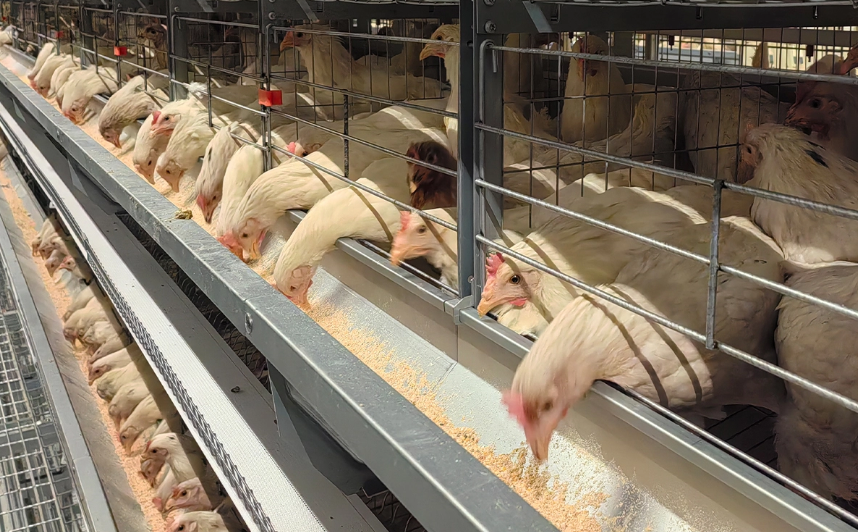 나이지리아 기후에 맞는 내열층 배터리 케이지 시스템 설계